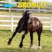 Bronco Water-Base Equine Fly Spray - 946 ml - Buy Online on GoSupps.com