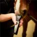 Wahl Chromado Lithium Pet Clipper Kit - Corded/Cordless Clippers for Dogs, Cats, and Horses - Black & Silver - Buy Online on GoSupps.com