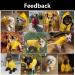 Waterproof Dog Raincoat with Hood for Small Medium Dogs - Yellow, Size Medium (Chest 24) - Reflective Strap, Storage Pocket, Harness Hole - Buy Online on GoSupps.com
