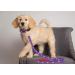 Pets First NFL Small Pet Leash - Officially Licensed Football Team Leash - Buy Online on GoSupps.com