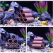 VOCOSTE Aquarium Hideaway Rock Cave Red Brown 3.43x3.13x2.83 Inches - Buy Online on GoSupps.com