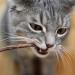 Premium Matatabi Cat Dental Chew Sticks - Natural Silvervine Toothbrush Toy for Cats - Teeth Cleaning & Oral Care - PrettyKitty Cat Toy - Buy Online on GoSupps.com