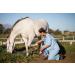Equine Synergy MEGA BIOTIN + Maximum Biotin (40mg) Enhanced Absorption aids Accelerated Hoof Repair Concentrated Formula Helps Prevent Laminitis - Buy Online on GoSupps.com