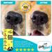 Handy Hound SnoutScreen - Organic Dog Nose & Paw Balm with Natural Sunscreen - Vet-Recommended - Made in USA - 2 oz - Buy Online on GoSupps.com