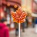 Yupik Maple Leaf Hard Candies With Pure Maple Syrup 1 kg 6 Count Individually Wrapped Made in Canada Authentic Flavor Sweet Candy Delicious Snack Ideal for Gifting - Buy Online on GoSupps.com