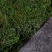 Usmola Moss Mat 11.8 Inch - Pack of 3 Dark Green Moss Mats for Woodland & Garden Party Decor - Buy Online on GoSupps.com