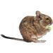 Totally Degu Pea Treats - Buy Online on GoSupps.com
