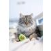 Petstages Lil' Avocato Catnip Cat Chew Toy for Dental Health - Buy Online on GoSupps.com