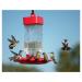 Kaytee Hummingbird Electro Nectar Ready to Use 64oz - Buy Online on GoSupps.com