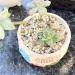 Coarse Silica Sand 2lb - Natural Horticultural Grit for Succulents, Cacti, and Carnivorous Plants - Buy Online on GoSupps.com