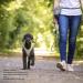 Buy Stretch Comfort Leash Red L - Perfect for Dogs | International Shipping Available - Buy Online on GoSupps.com