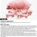 Pig Pregnancy Test Strips - Pack of 10 Disposable Early Detection Tool for Livestock Supply - Buy Online on GoSupps.com
