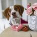 W fers Handmade Dog Cookie Box - Locally Sourced Ingredients | Sweet Nothings - Buy Online on GoSupps.com