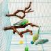 Natural Bird Accessories Set - 2 pcs Grape Wood Climbing Rods for Budgies Canaries & Nymphs - Ideal for Bird Cages - Buy Online on GoSupps.com