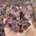 Crystal Rough 1pcs Natural Amethyst Cluster raw Stones geode ReikiQuartz Crystal Minerals Gemstone Remove Negative Suitable for Furniture Decoration (Size : 500-600g) - Buy Online on GoSupps.com