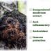 St. Francis Herb Farm Chaga Mushroom Capsules | 100% Pure | High Potency | Immune Booster | Fruiting Body | High in Beta Glucans | 60 Vegicaps - Buy Online on GoSupps.com