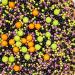 Twist Ingredients - Pearls Mix - Halloween - Cake Topper Sprinkles - 1kg Edible Shimmer Ball Cupcake Decorations - Perfect for Spooky Weddings Christenings & Parties - Buy Online on GoSupps.com