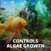 8-Count Tetra No More Algae Tablets for Aquarium Algae Control - Buy Online on GoSupps.com