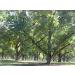 Georgia Pecans 5 lb - Fresh In-Shell Pecan Nuts from Georgia | Buy Online - Buy Online on GoSupps.com