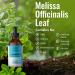 HERBAMAMA Lemon Balm Liquid Extract - 4 fl. Oz Bottle - Organic Melissa Officinalis Drops for Mood and Brain Support - Natural Sleep Aid - Vegan & Alcohol-Free - Buy Online on GoSupps.com