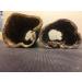 2 Large Log Hollows of the Miracle Weapon Indian Almond Tree for Connoisseurs (Diameter 3-4 cm Length 15-20 cm together over 100g) Decorative Aquarium Water Conditioner Catappa Bark Tubes - Buy Online on GoSupps.com