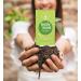 Body Mint Original | Plant-Based Chlorophyll Deodorant Supplement for Full Body Freshness - 50 tabs - Buy Online on GoSupps.com