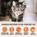 Wellness CORE Grain Free High Protein Dry Cat Food - Chicken & Turkey - 2lb - Natural Adult Cat Formula - Buy Online on GoSupps.com