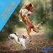 Collagile Dog - Bioactive Collagen Peptides for Dogs | 450g (2 x 225g) | Premium Pet Supplement - International Shipping - Buy Online on GoSupps.com