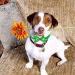 BIPY Christmas Charms Bowties for Pet Small Dogs Cats Puppy Bow Ties Necktie Adjustable Slides Collars Assorted Random Colors and Styles for Party Grooming Accessories Christmas bowties 50pcs - Buy Online on GoSupps.com