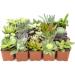 Altman Plants 20 Pack Assorted Live Succulent Plants in Cacti and Succulent Soil Mix - Buy Online on GoSupps.com