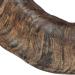 Buy TX-27742 Buffalo Chewing Horn Medium M (1 Pack) - Natural Chew for Dogs | Eco-Friendly Pet Supplies - Worldwide Shipping - Buy Online on GoSupps.com
