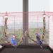 Rope Perch for Birds - Parrot Spiral Climbing Rope (105cm) | Ideal Bird Cage Accessory for Budgies & Parrots - Buy Online on GoSupps.com