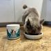 NutriPaw Dental Powder for Dogs & Cats - Clean Teeth, Healthy Gums & Fresh Breath - Plaque & Tartar Control - Fuss-Free Oral Care Solution - Lasts Up to 6 months - Buy Online on GoSupps.com