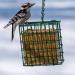 C&S Wild Bird Double Suet Basket  2.7" D x 5.3" W x 5.2" H - Buy Online on GoSupps.com