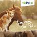 Vitpet+ Huf Probio - Special Mineral Feed for Horses with Biotin & Zinc - 4kg for Healthy Hoof Growth Includes Dosing Spoon - Buy Online on GoSupps.com
