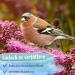 Ida Plus Wheat-Free Bird Lodge - High-Fat Energy-Rich Wild Bird Feed (1.5 kg) for Year-Round Nutrition - Buy Online on GoSupps.com