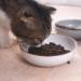 Cottagecore Ceramic Cat Bowls - 5.19 Matte White Pet Dishes (3 Pack) for Food and Water - Buy Online on GoSupps.com