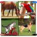 Self-Adhering Cohesive Bandage for Pets - 8 Rolls 5cm x 4.5m Veterinary Wrap - Black - Buy Online on GoSupps.com