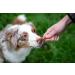 Pets Unlimited Chew Sticks with Beef - Small 8 Pieces (Pack of 2) | Premium Dog Treats for Healthy Chewing - International Shipping Available - Buy Online on GoSupps.com
