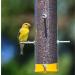 Wagner's 62051 Nyjer Seed - Premium Wild Bird Food  5 lb Bag - Buy Online on GoSupps.com