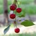 Country Spoon 100% Tart Cherry Juice 14 Pack | Melatonin-Rich Single Ingredient Drink - Buy Online on GoSupps.com