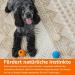 Amazon Basics Dog Ball Benefit Pack - 3 Dog Balls (6.4 cm) in Blue Beige Orange - Perfect for Playtime & Fetch - Buy Online on GoSupps.com