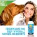 Bodhi Dog Peppermint Fresh Breath Dental Water Additive 17oz | For Dogs & Pets | Tartar & Plaque Remover | Healthy Gums & Teeth | Oral Care Cleaner - Buy Online on GoSupps.com