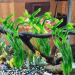 Artificial Aquarium Plants for Big Fish Tanks | Safe Decorations for Aquariums - Buy Online on GoSupps.com