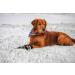All Weather Neoprene Paw Protector Dog Boots with Reflective Straps in 5 Sizes! (Black Medium)