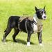 Heele Reflective Dog Harness with Robust Handle | Breakout Buckle & Panic Crockery | Brown | Fits like a Glove | International Shipping - Buy Online on GoSupps.com