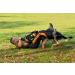 Dingo Gear Dog Training Suit for IGP Sports Agitation Decoy Size M Blue S01042 - Buy Online on GoSupps.com