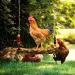7-Pack Chicken Toys Set: Xylophone, Bridge Swing, Mirror, Pecking Toys & Vegetable Feeder for Coop - Buy Online on GoSupps.com