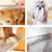 Andiker Stainless Steel Dog Comb Pet Grooming Brush Grooming Tools for Small Large Medium Animals Cats Horses (S) S (Pack of 1) - Buy Online on GoSupps.com