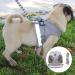 Kitten Harness Cat Harness Cat Lead and Harness Set Kitten Lead and Harness Set for Walking Travel Escape Proof Vest Harnesses for Small Animals Rabbit Mouse Cats XS Grey - Buy Online on GoSupps.com